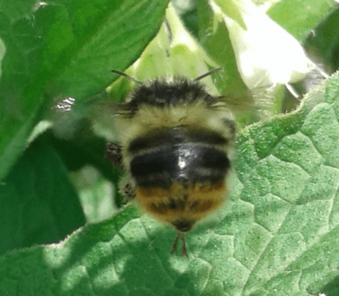 Apidae : Bombus sylvarum?